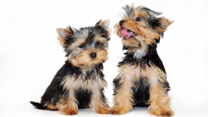 Yorkshire Terrier: O pequeno guardião de grande personalidade! Conheça tudo sobre a raça que conquista corações. 